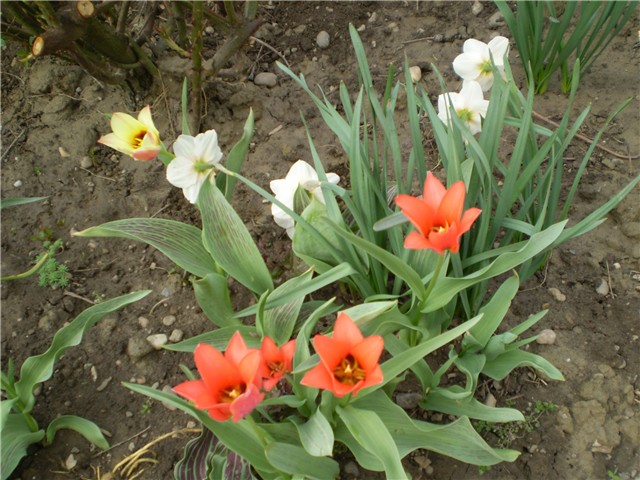 tulipan